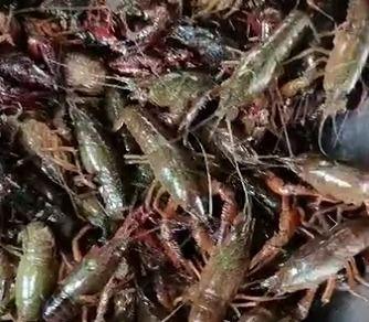 沛县网红吃瓜事件,一场网络狂欢背后的真相与反思